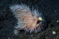 1_Hairy-frogfish_ext0865