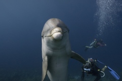1_Hi-Dolphin_Curacao