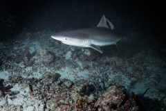 1_Night-shark_Maldives