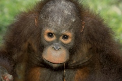 Borneo : Malaysiske del af Borneo : Sabah og Sarawak