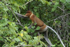 Sabah delstaten i den Malaysiske del af Borneo. Sabah delstaten i den Malaysiske del af Borneo.Næseabe, Proboscis monkey, er endemisk i Borneo.