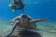 En skildpadde (green turtle)ser ud til at  vise af med den forreste luffe, inden den drejer...Havskildpadden
lever af søgræs og må fra tid tila nden til overfladen for at få en mundfuld luft.