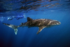 Hvalhajer ved Seychellerne. Marinbiologer og turister hjælpes med observationer.Marin biolog David Rowat snorkler tæt på hvalhajen for at tage observationsbilleder.   Det er en anden verden der åbenbares under havoverfladen - Koralrevene er fulde af liv og farver -begge dele  i alle afskygninger.