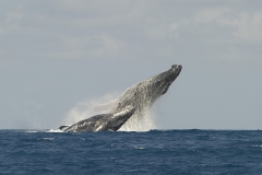 1_Whalejump_Zanzibar