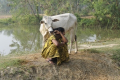En venskablig ko siger muh til en pige i udkanten af en indisk landsby