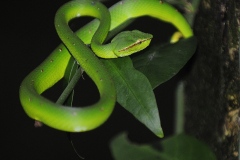 Borneo_Bako_-pit-viper