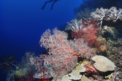 Coral-wall_-LyangLyang_Borneo