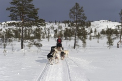 Dog-sledging_Norway