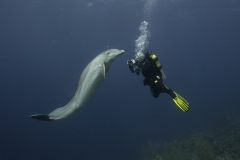Dolphin_Curacao