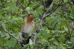 Sabah delstaten i den Malaysiske del af Borneo. Sabah delstaten i den Malaysiske del af Borneo.Næseabe, Proboscis monkey, er endemisk i Borneo.