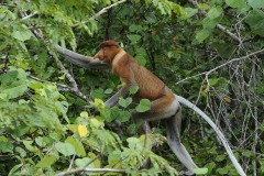 Sabah delstaten i den Malaysiske del af Borneo. Sabah delstaten i den Malaysiske del af Borneo.Næseabe, Proboscis monkey, er endemisk i Borneo.