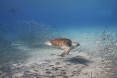 Sea-Turtle_Curacao