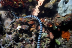 banded-Krait-seasnake_0431