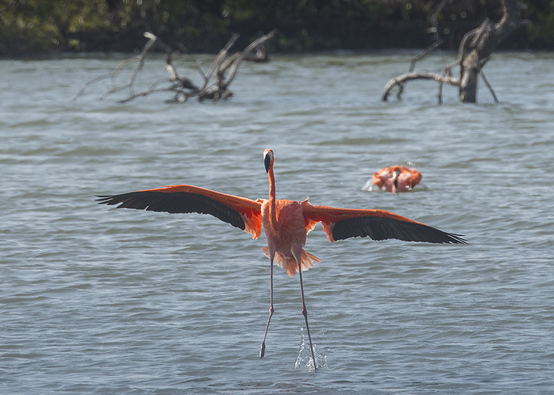 flamingos