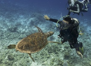 A seaturtle came over to greet our divemaster.