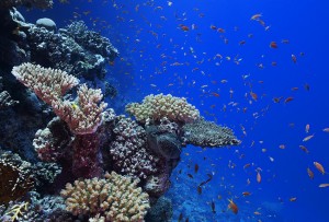 The corals in The Red Sea are tough - They cope with both temperature differencies and high saltiness.
