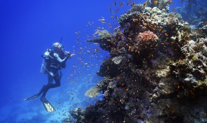 Diving in The Red Sea is like   taking a swim in an aquarium.