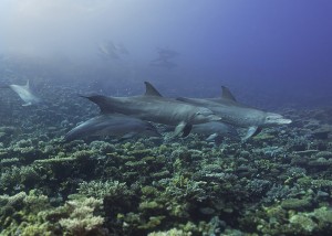 A group of dolphins turned up to wellcome us.