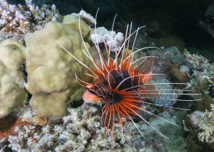 A lionfish pose for a shot during a night dive.