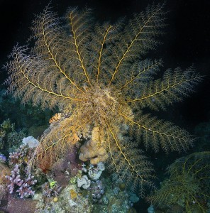 Soft coral at night dive