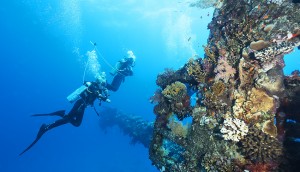 Thistlegorm is a fantastic wreck to visit - both story wise and nature wise.