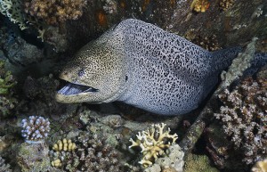 A moray comes out to say hello.